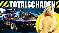 Crash mit Murmeltier: Williams k.o. - Albon verpasst Sprint-Qualifying in Kanada