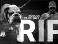 Formel-1-Rekorchampion Lewis Hamilton trauert um Roscoe