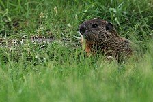 Formel 1, Kanada: Black Jack, 2.000 WM-Punkte und Murmeltiere