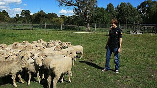 Video - Schaf tippt Australien-Sieger Video - Schaf tippt Australien-Sieger