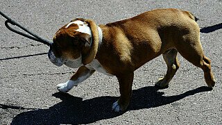 Hamilton und Lauda verteidigen Roscoe Hamilton und Lauda verteidigen Roscoe