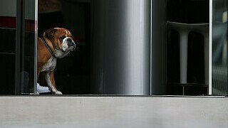 Monaco GP - Hamiltons Hund Roscoe