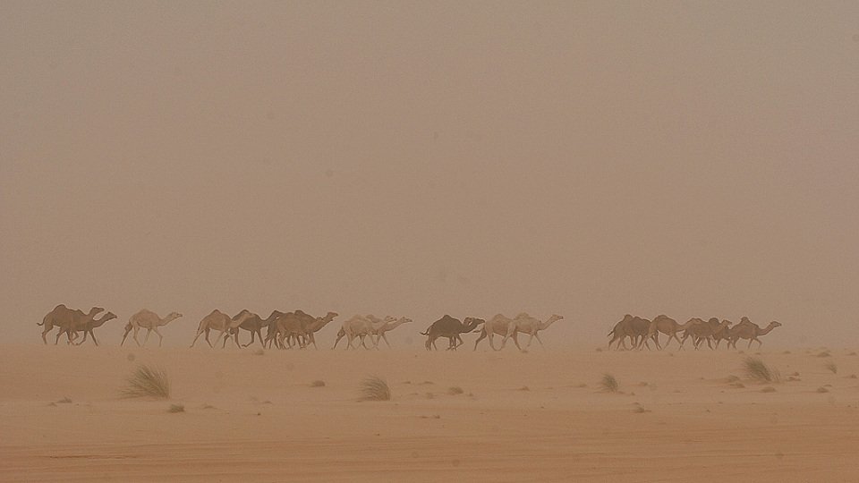 Kamele sind in Mauretanien häufig anzutreffen, Foto: VW Motorsport