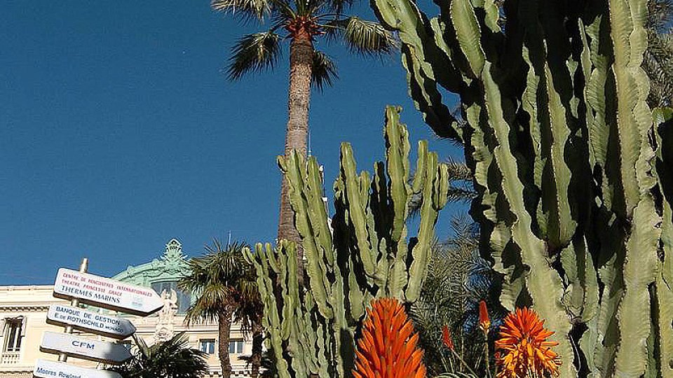 Best of Countdown - 2004: Im Gespräch mit einem Kaktus, Foto: xpb.cc