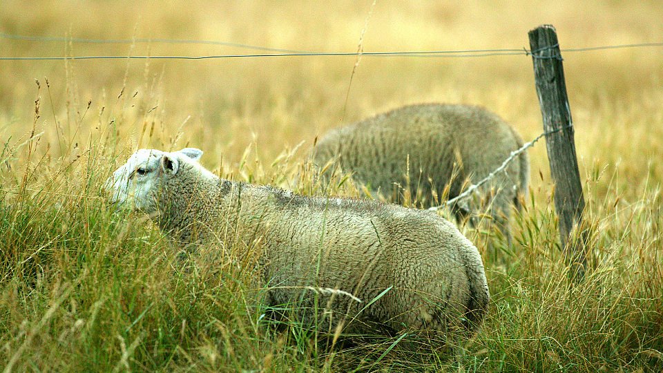 Kühe & Schafe: Magny Cours bietet die volle Palette an Paarhufern..., Foto: Sutton