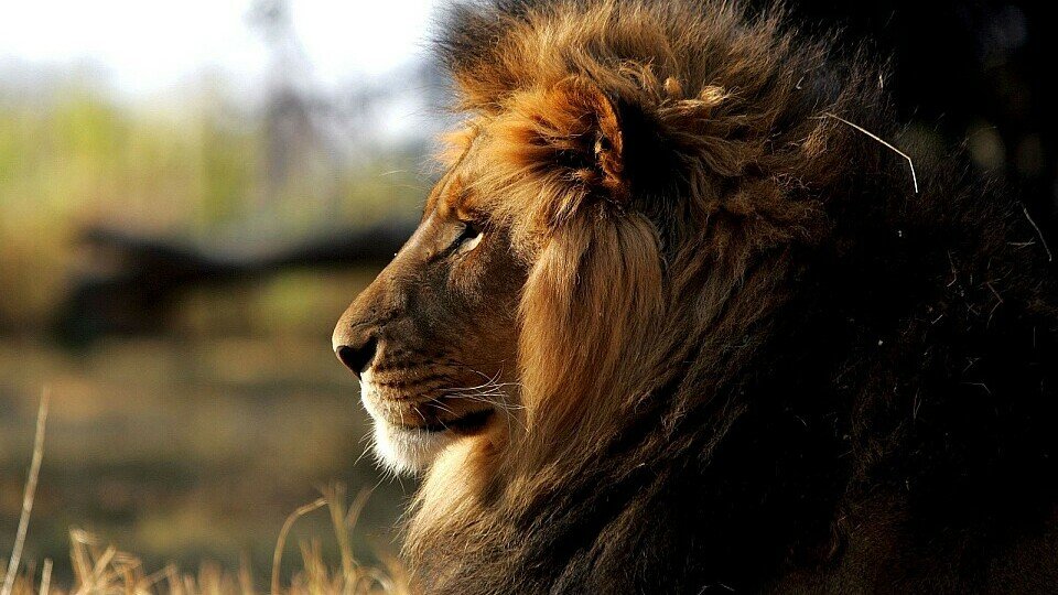 Jeder Löwe hat Eier, nur Michael Schumacher nicht?, Foto: Sutton