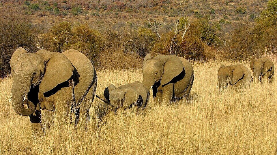 Noch müssen die Elefanten die Rennen bestreiten., Foto: Sutton