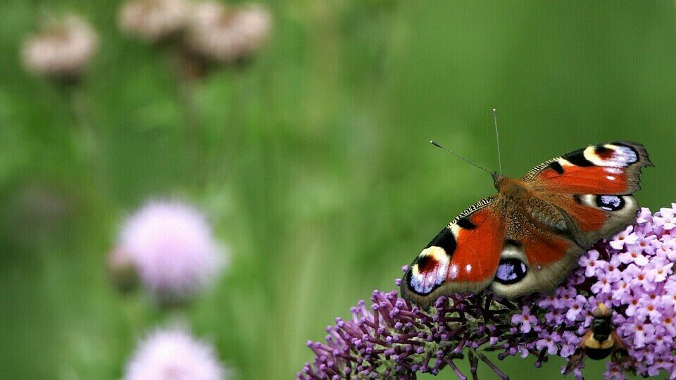 Foto: Bumstead/Sutton