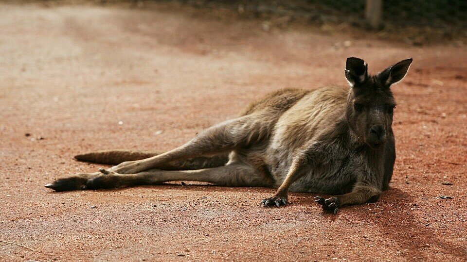 Wehe, wenn das boxende Känguru zuschlägt., Foto: Sutton