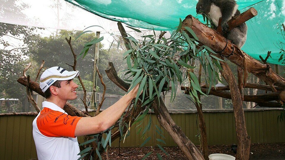 Adrian Sutil machte im Outback Bekanntschaft mit Koalas, Foto: Sutton