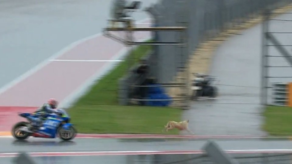Der auf die Strecke gelaufene Hund sorgte für eine Menge Aufregung, Foto: Screenshot