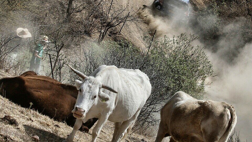 Bei der Rallye Mexiko müssen die Fahrer mit Kühen auf der Straße rechnen, Foto: Sutton