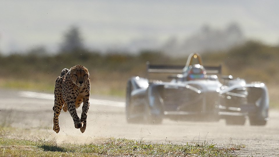 Formel-E-Auto vs. Gepard: Wer setzt sich durch?, Foto: Formel E