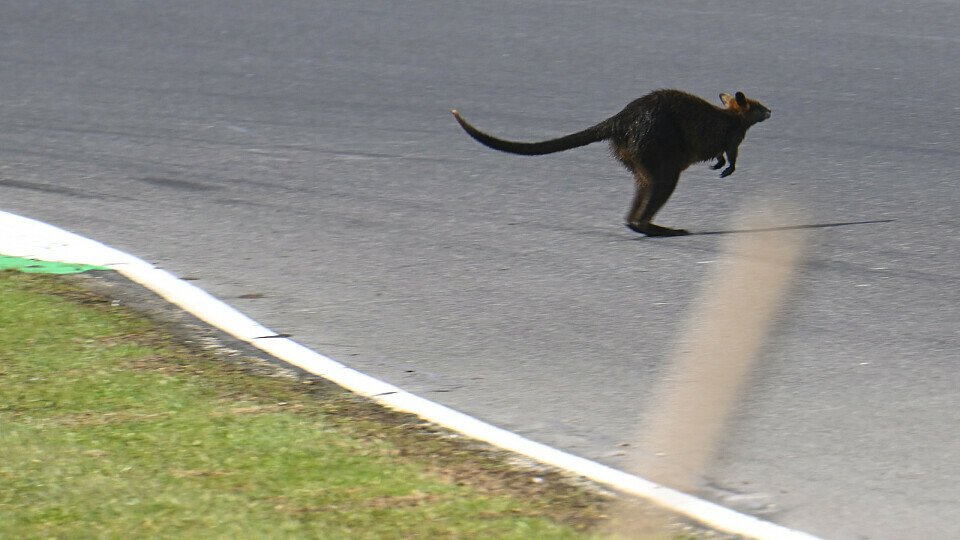 Immer wieder gelangen Wallabys in Australien auf die Rennstrecke, Foto: LAT Images