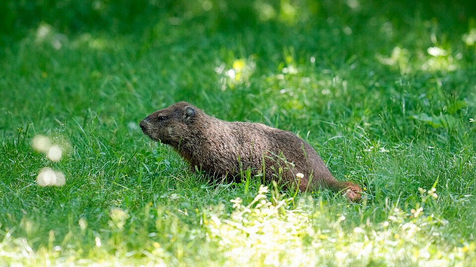 Murmeltier im Gras neben der Strecke